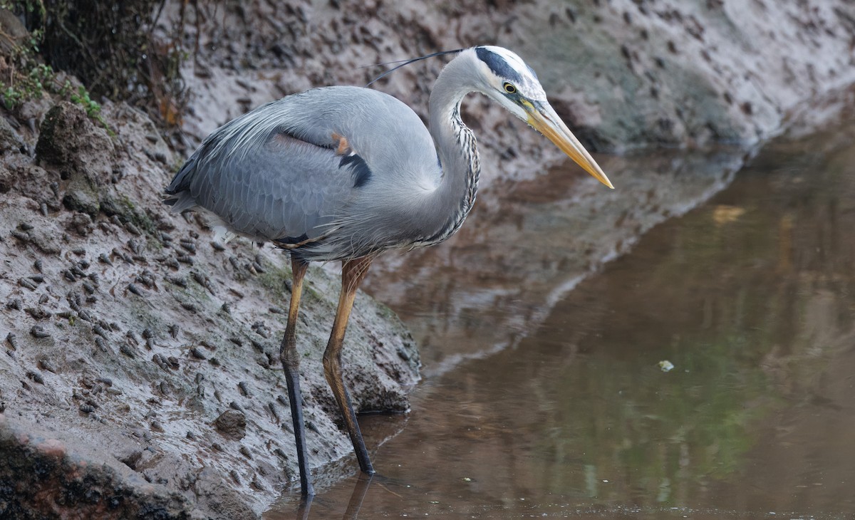 Great Blue Heron - John Callender