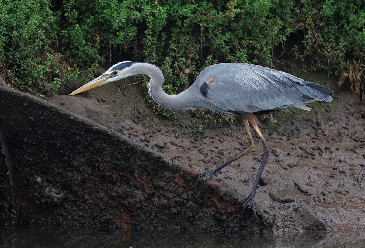 Great Blue Heron - ML618333309