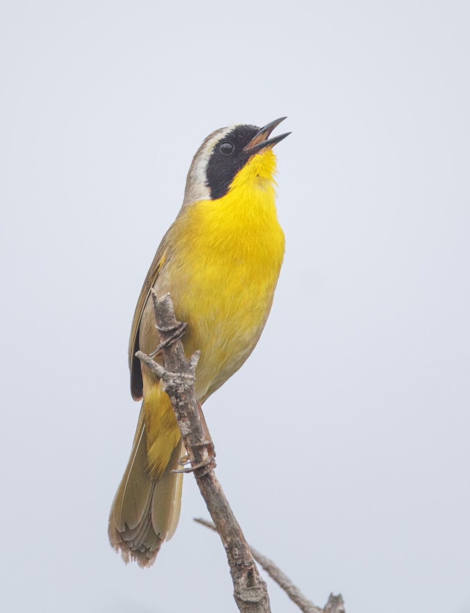 Common Yellowthroat - ML618333336