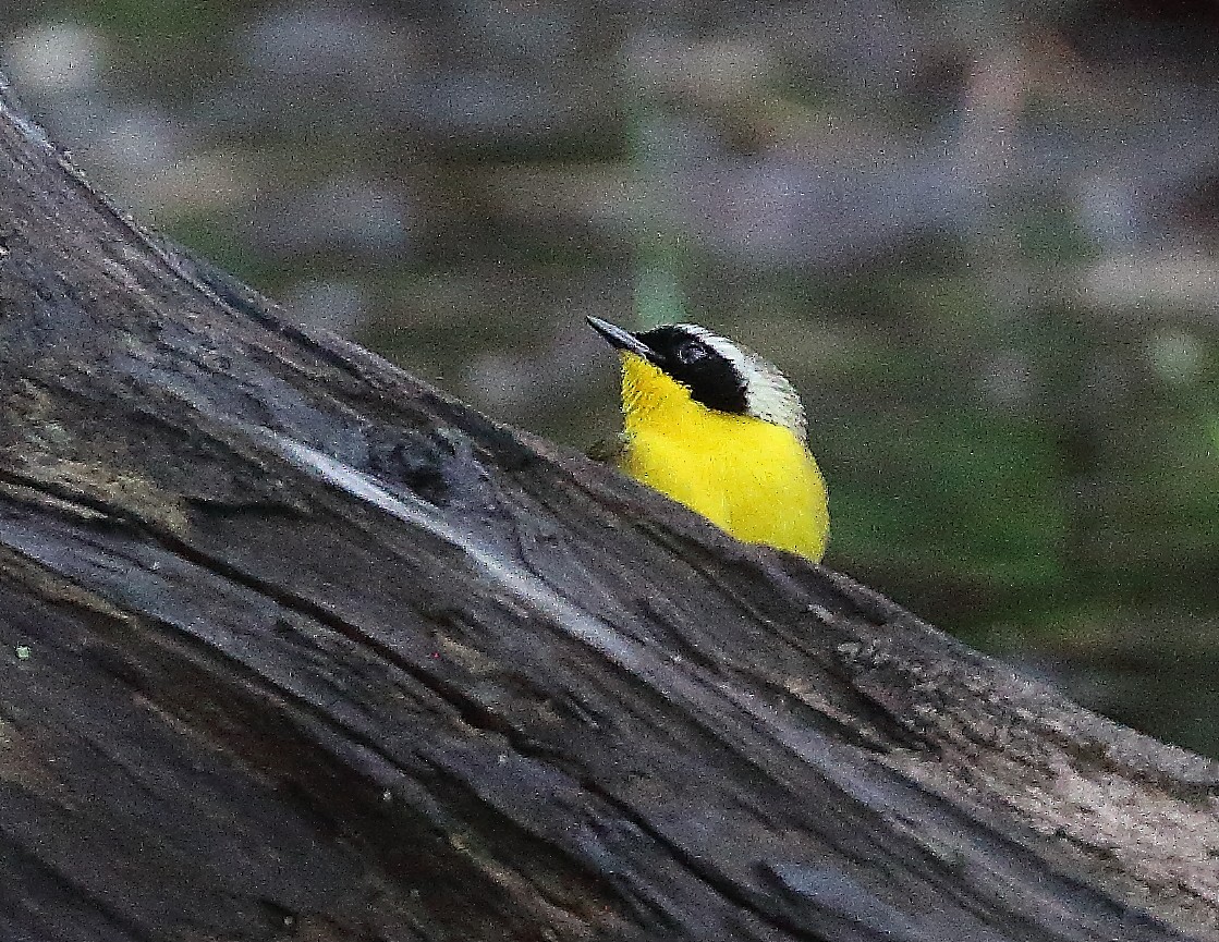 Common Yellowthroat - Wolfgang Oesterreich