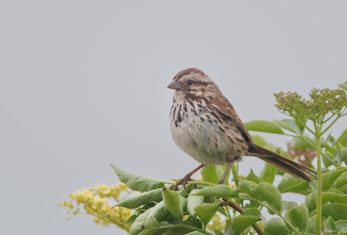 Song Sparrow - John Callender