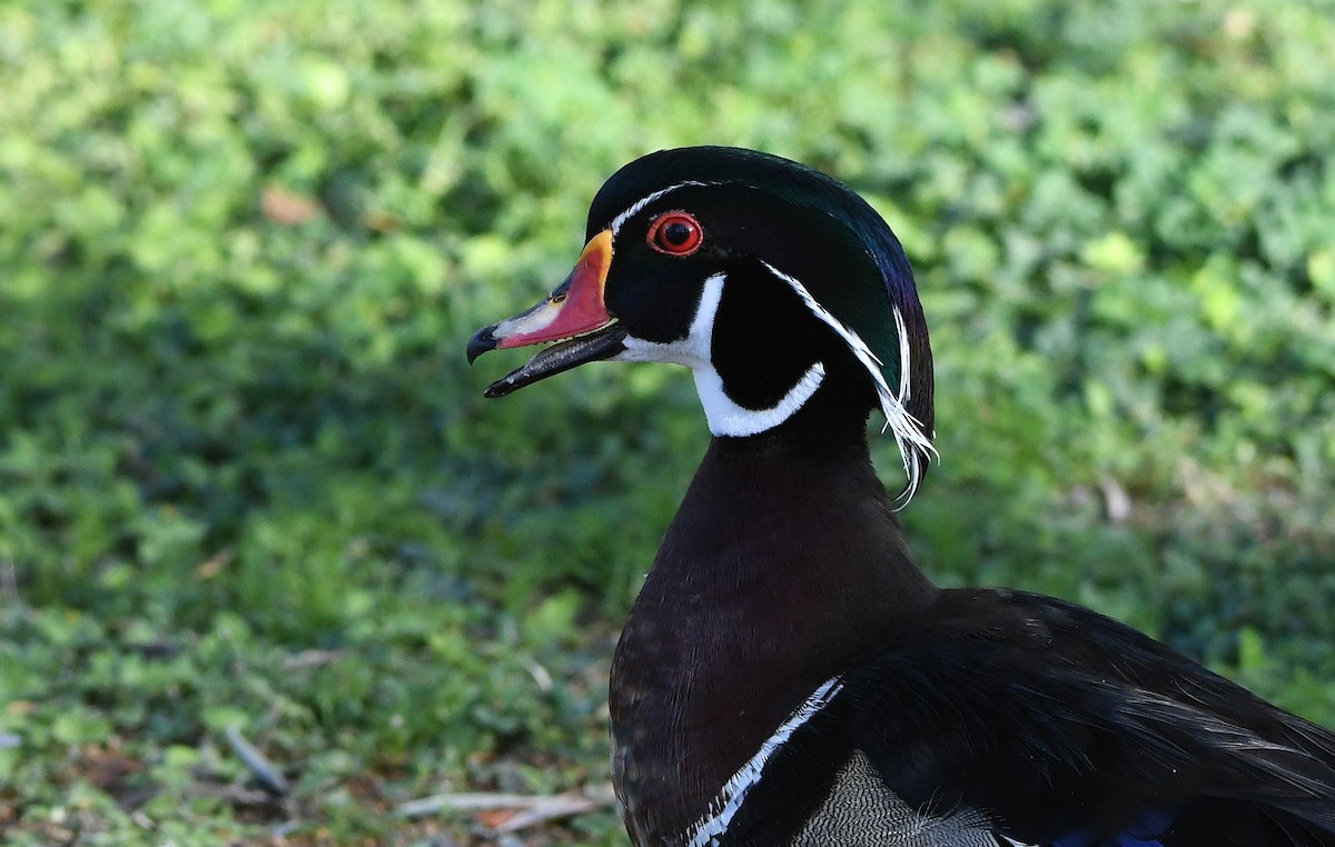 Wood Duck - David Beaudette