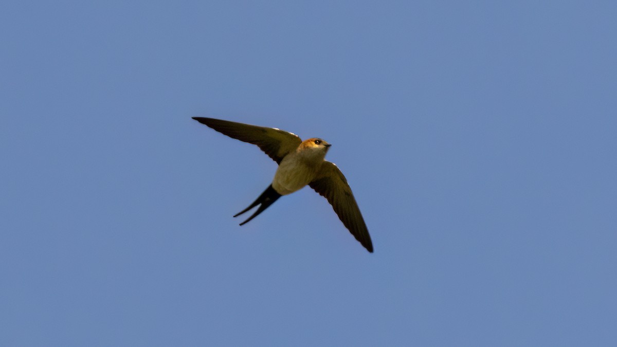 Red-rumped Swallow - ML618333383