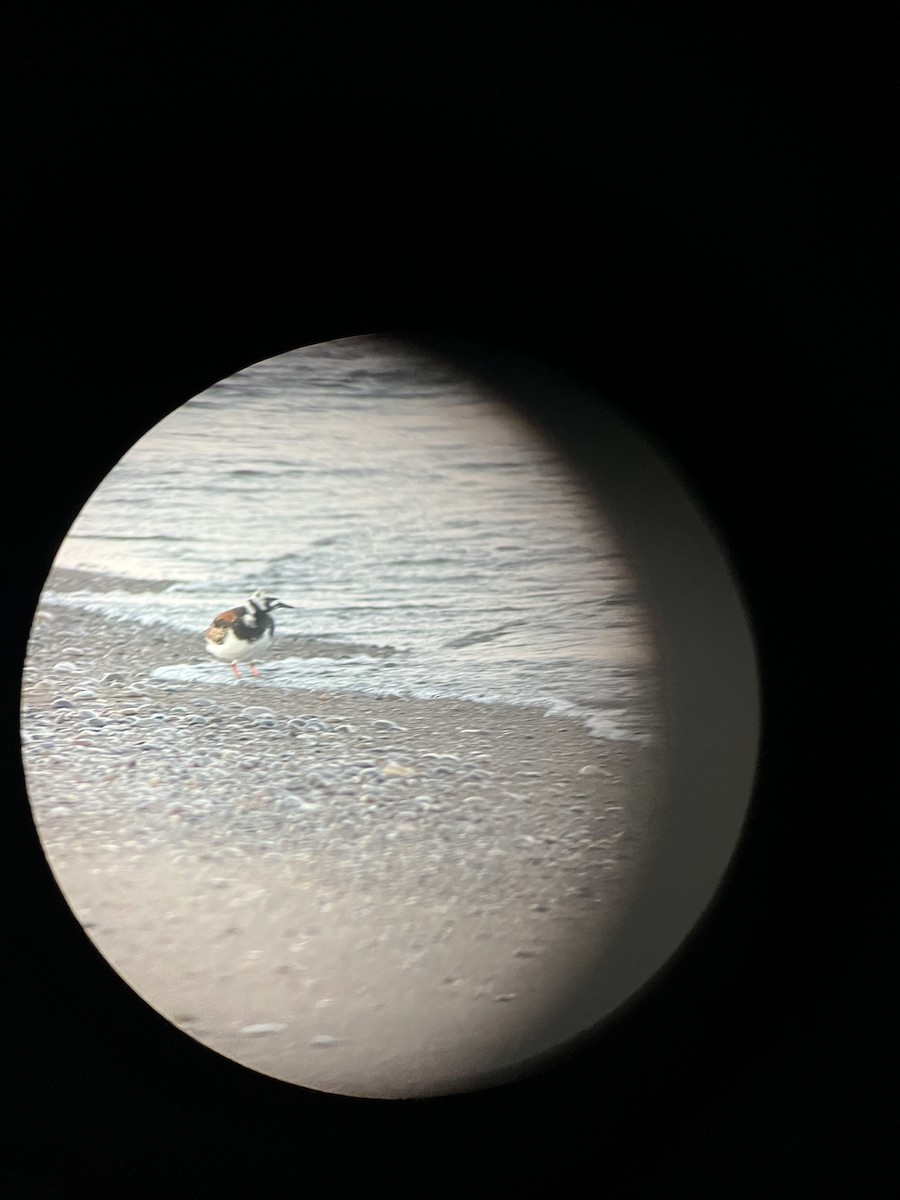 Ruddy Turnstone - ML618333387