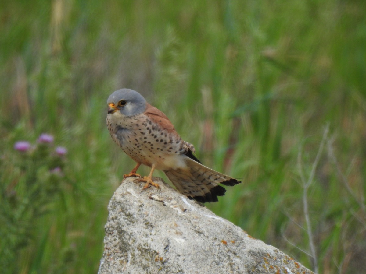 Lesser Kestrel - Gary Losada