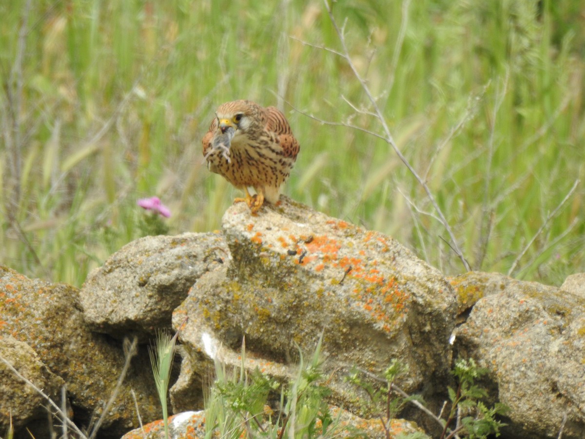 Lesser Kestrel - Gary Losada