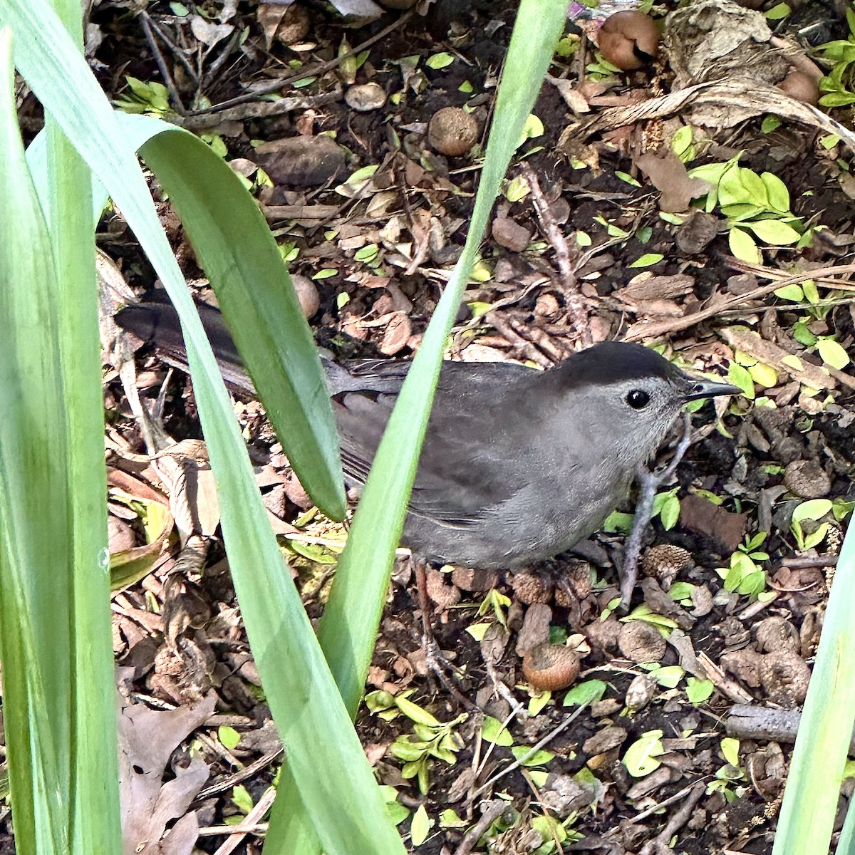 Gray Catbird - ML618333453