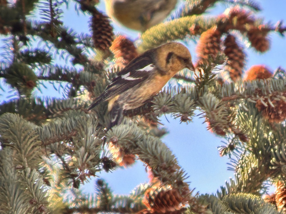 White-winged Crossbill - ML618333463