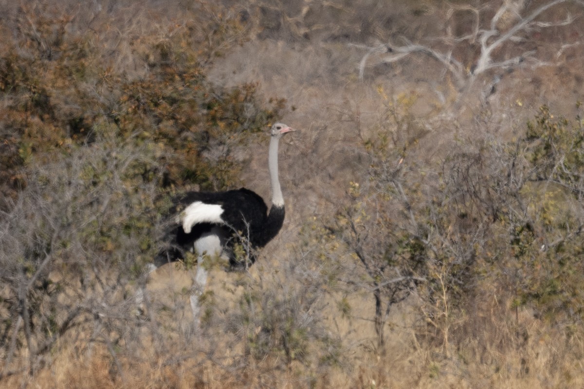 Common Ostrich - Ross Bartholomew