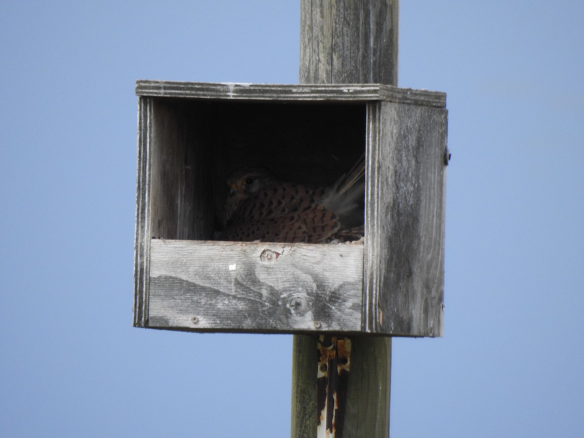 Eurasian Kestrel - Gary Losada