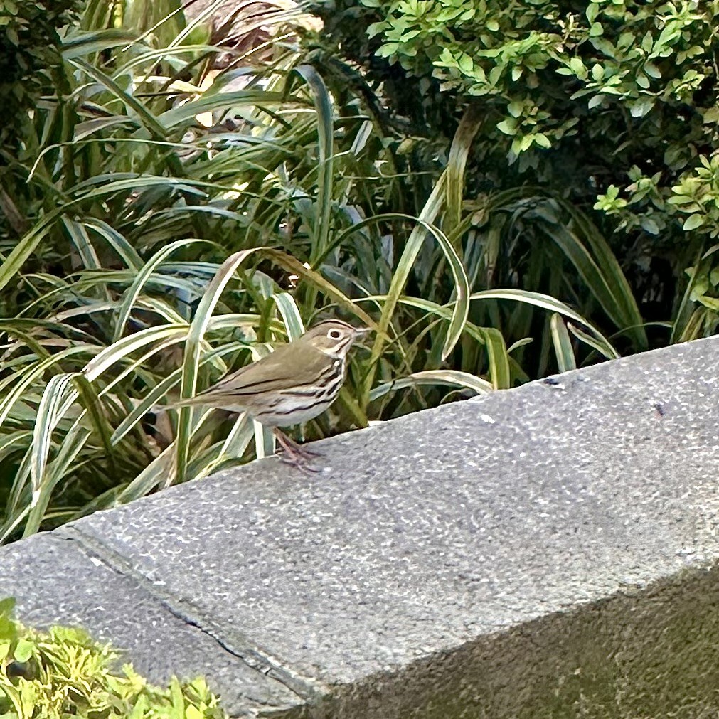 Ovenbird - Ant Tab