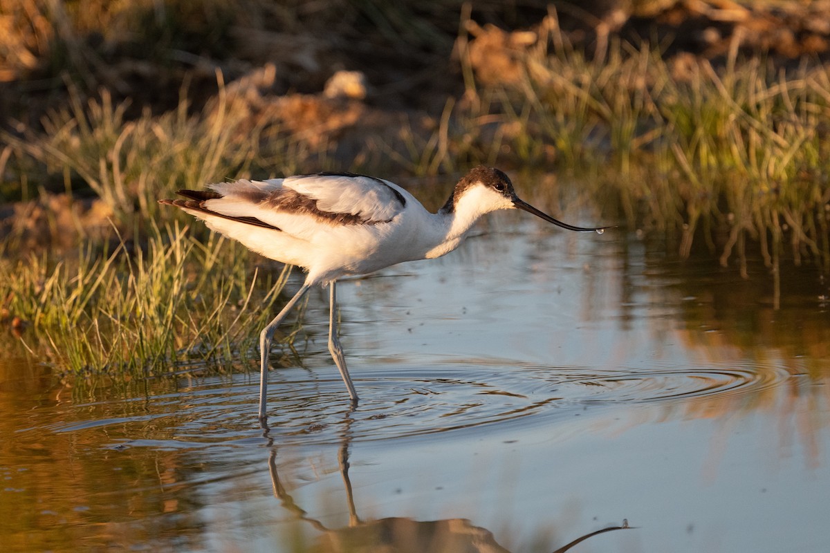 Avocette élégante - ML618333639