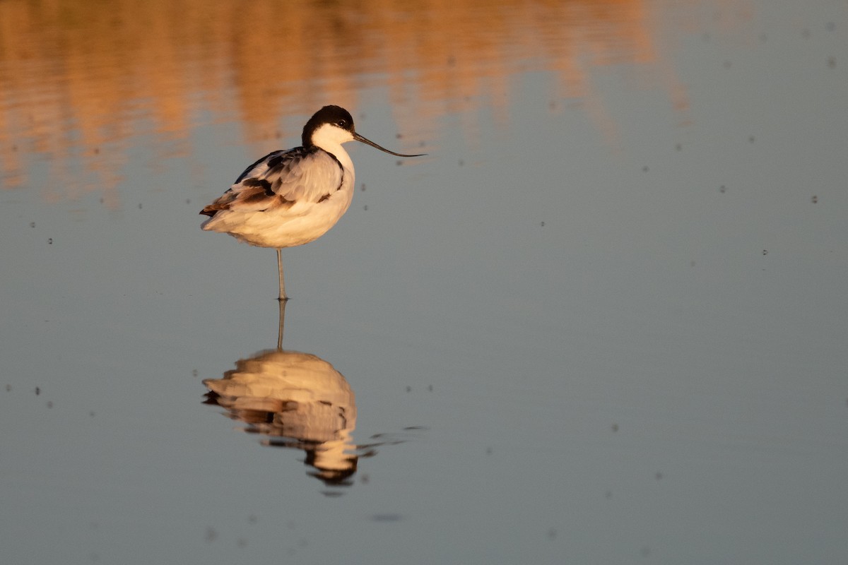 Avocette élégante - ML618333641