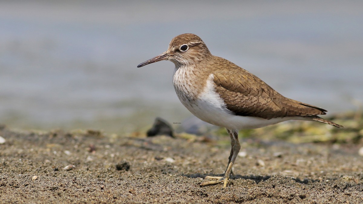 Common Sandpiper - ML618333728