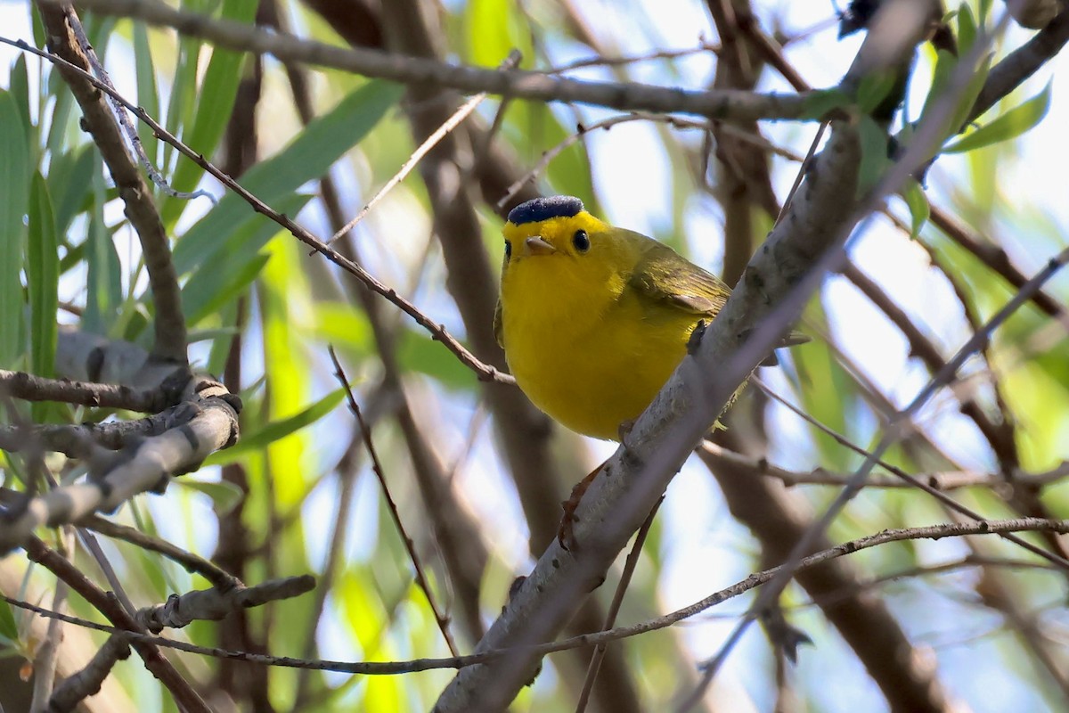 Wilson's Warbler - Corry Chen