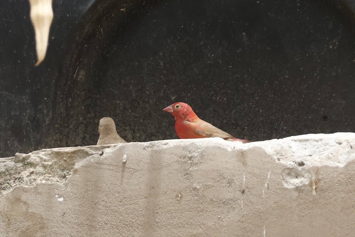 Red-billed Firefinch - Mathieu Soetens