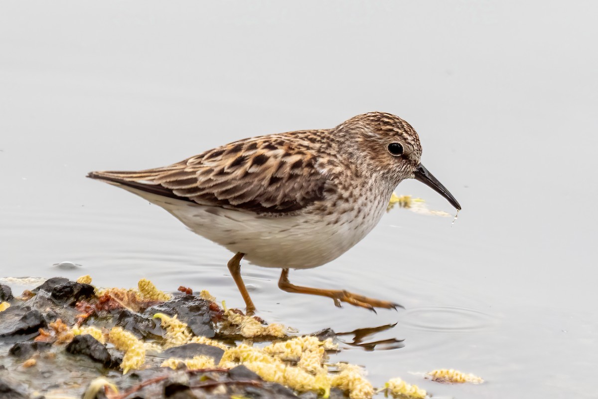 Least Sandpiper - ML618333769