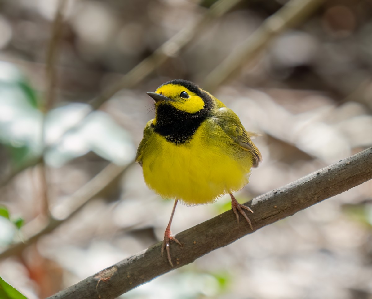 Hooded Warbler - ML618333806