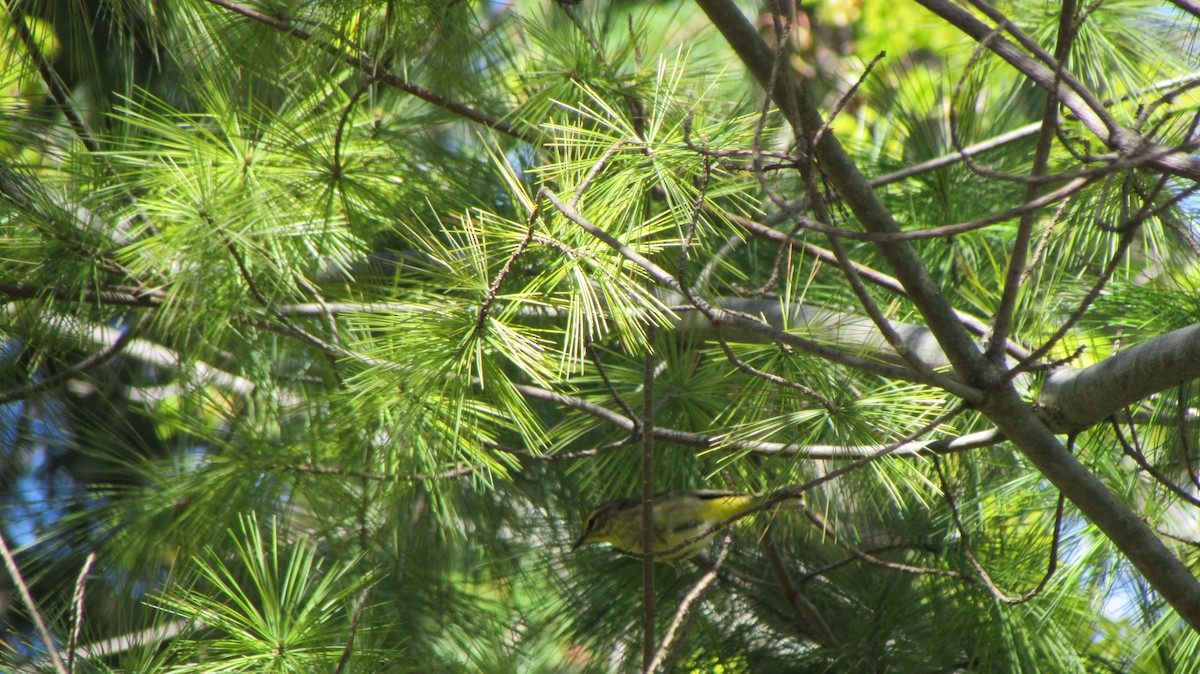 Palm Warbler - David Coles