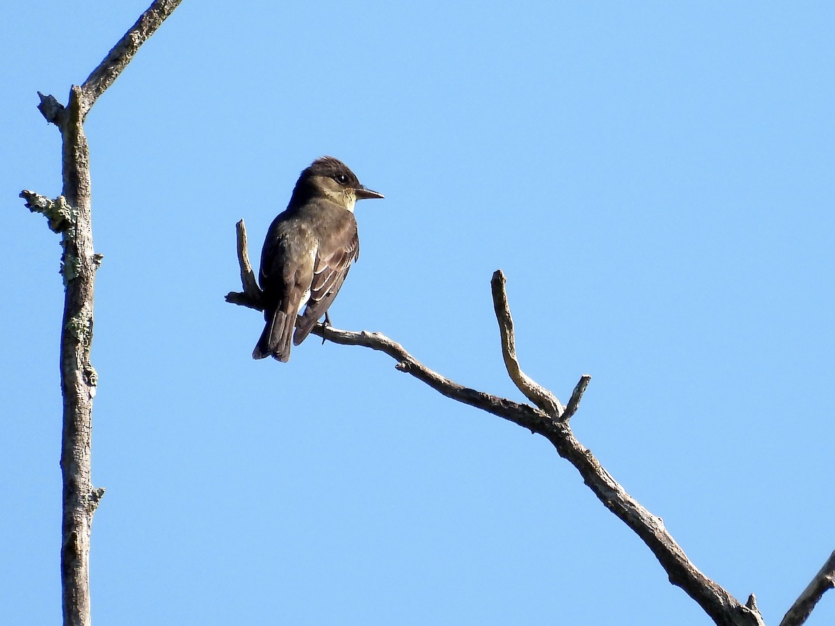 Olive-sided Flycatcher - ML618333820