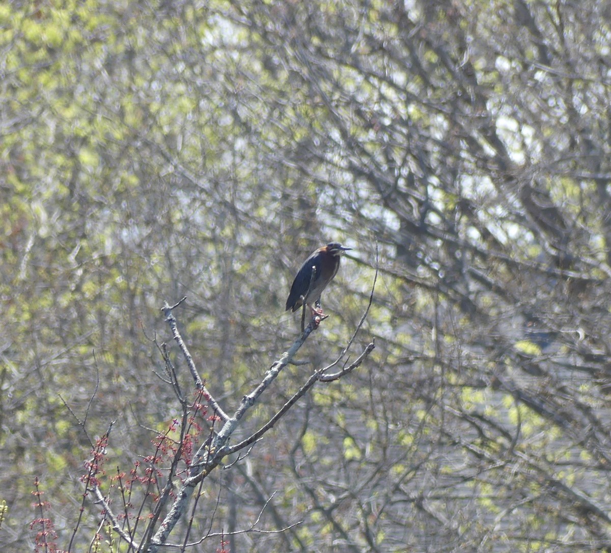 Green Heron - ML618333831