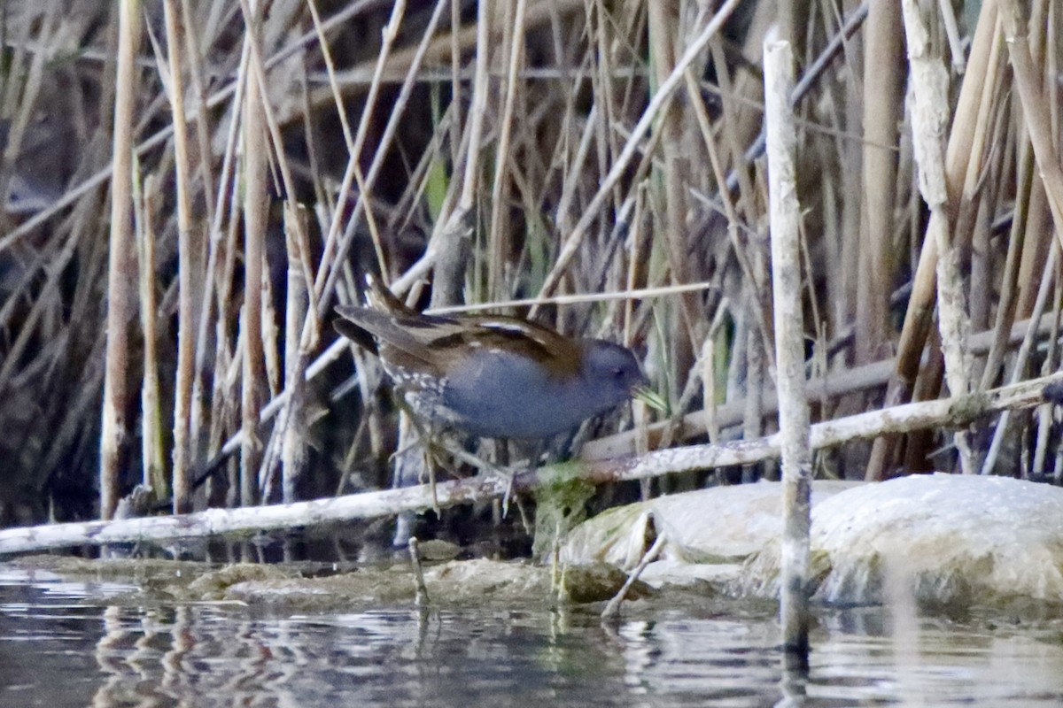 Little Crake - Jose Juan León Armero