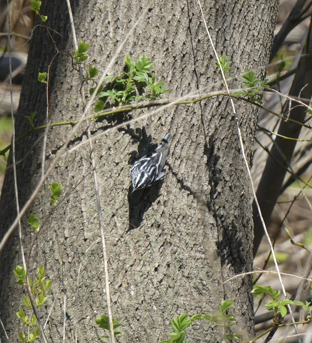 Black-and-white Warbler - ML618333850