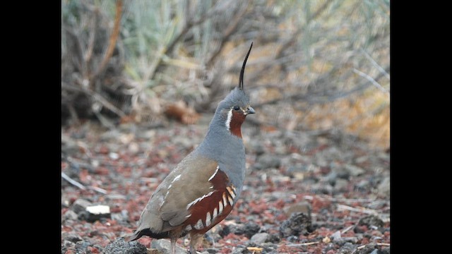 Mountain Quail - ML618333871