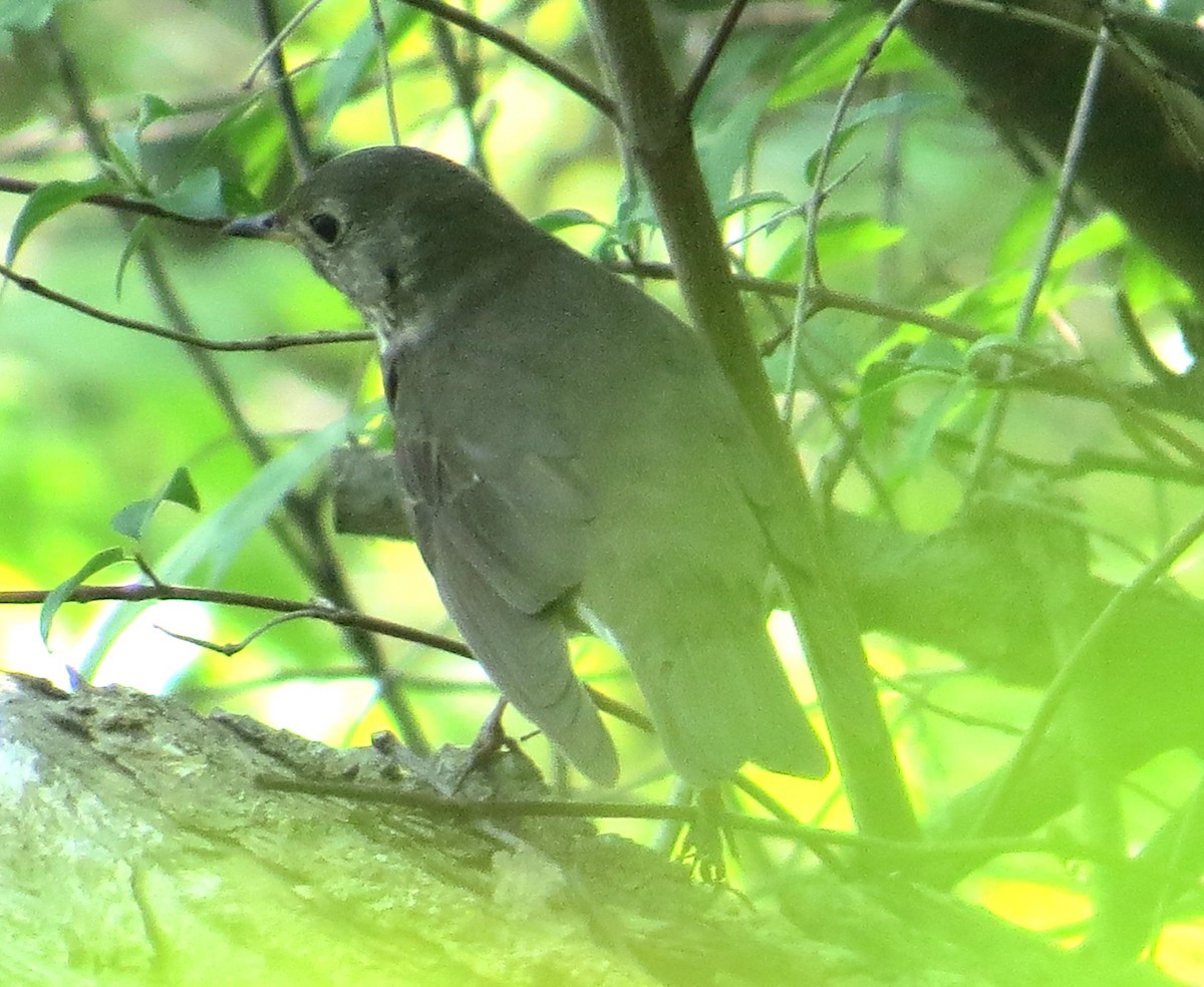 Gray-cheeked Thrush - Vivek Govind Kumar