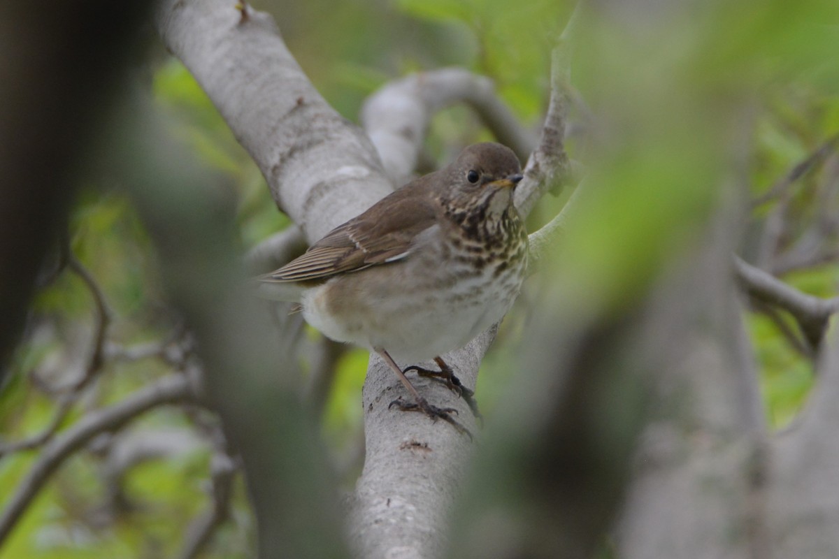 Gray-cheeked Thrush - Victor Webber