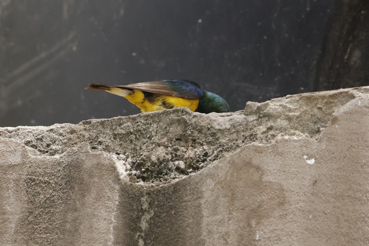 Variable Sunbird - Mathieu Soetens