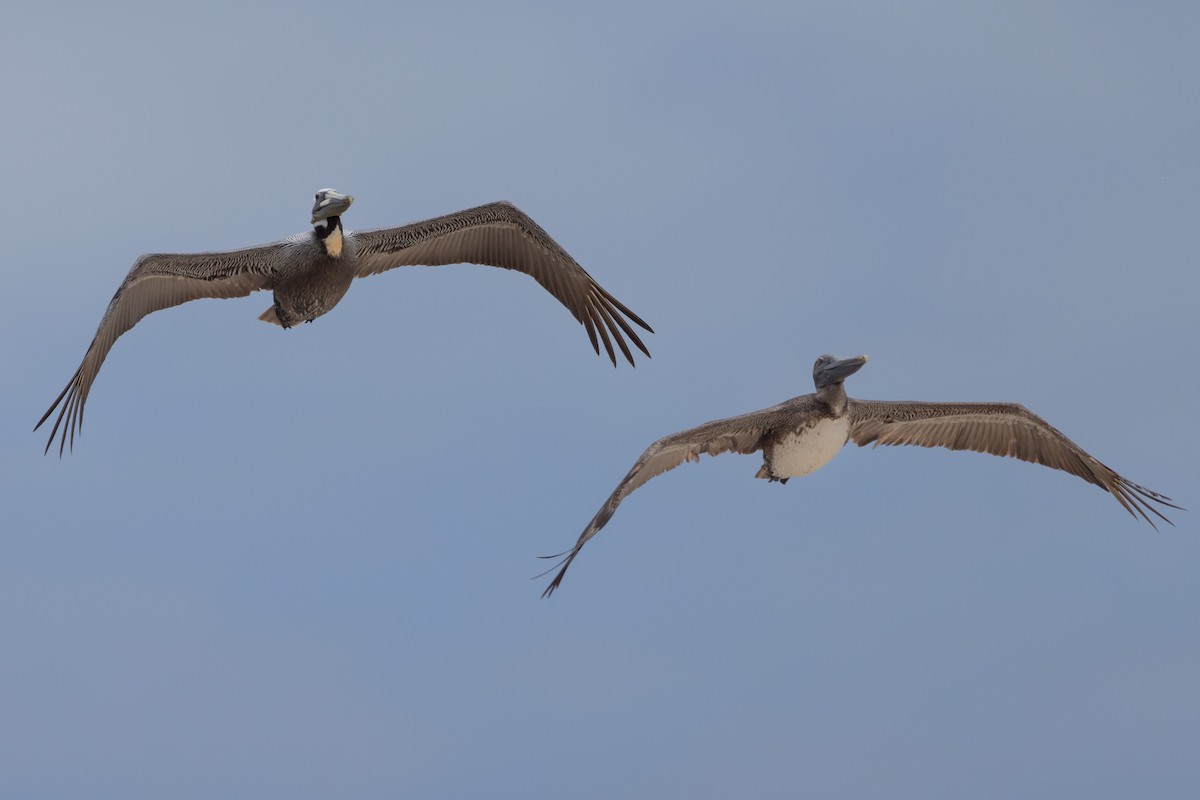 Brown Pelican - ML618333956