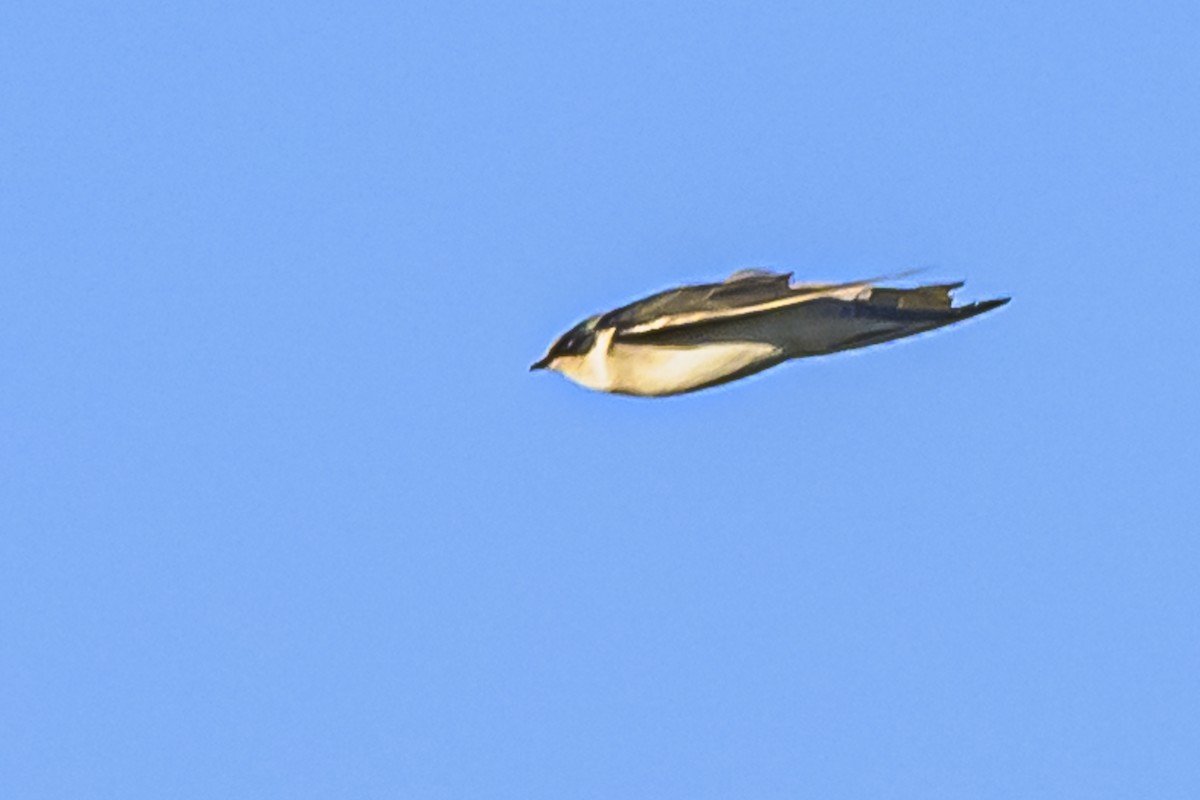 White-rumped Swallow - ML618333971