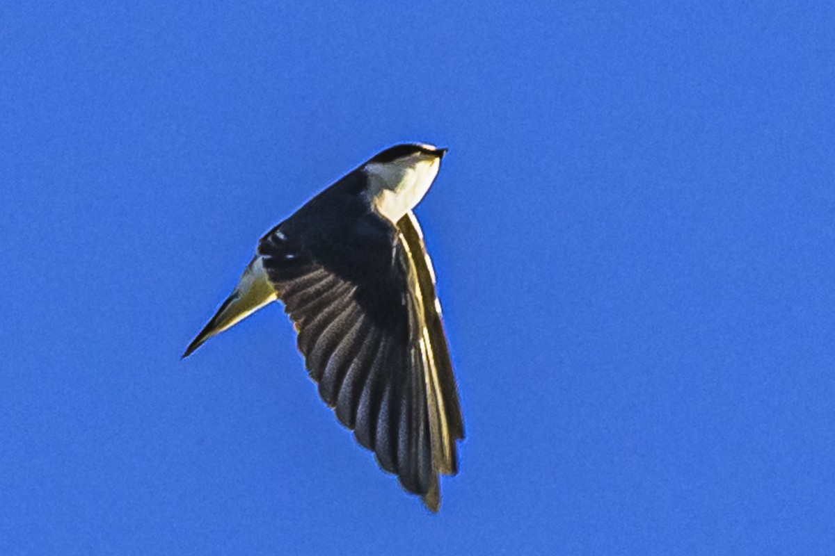 White-rumped Swallow - Amed Hernández