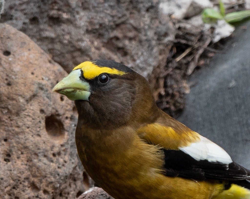 Evening Grosbeak - Kevin Rutherford