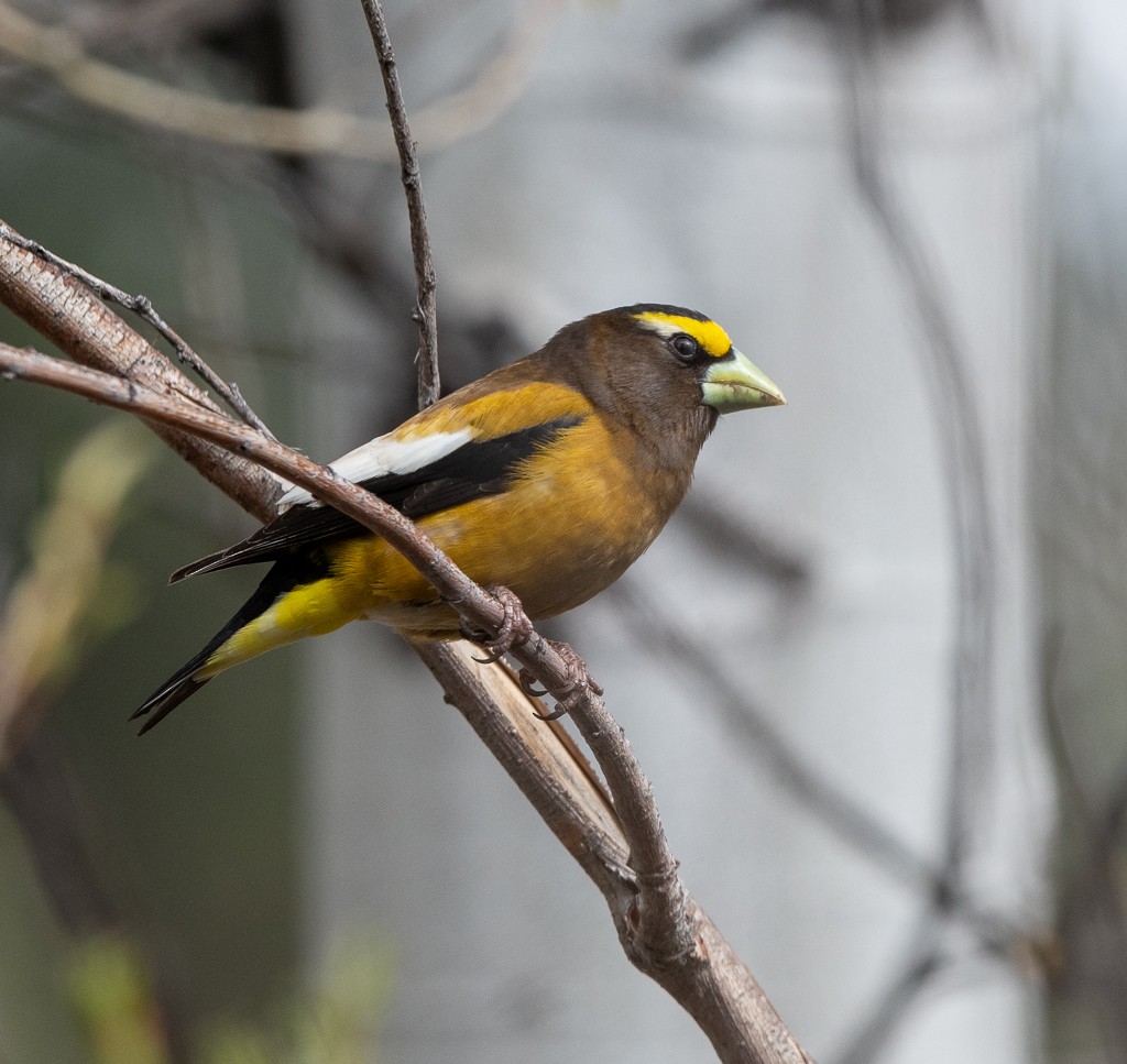 Evening Grosbeak - Kevin Rutherford