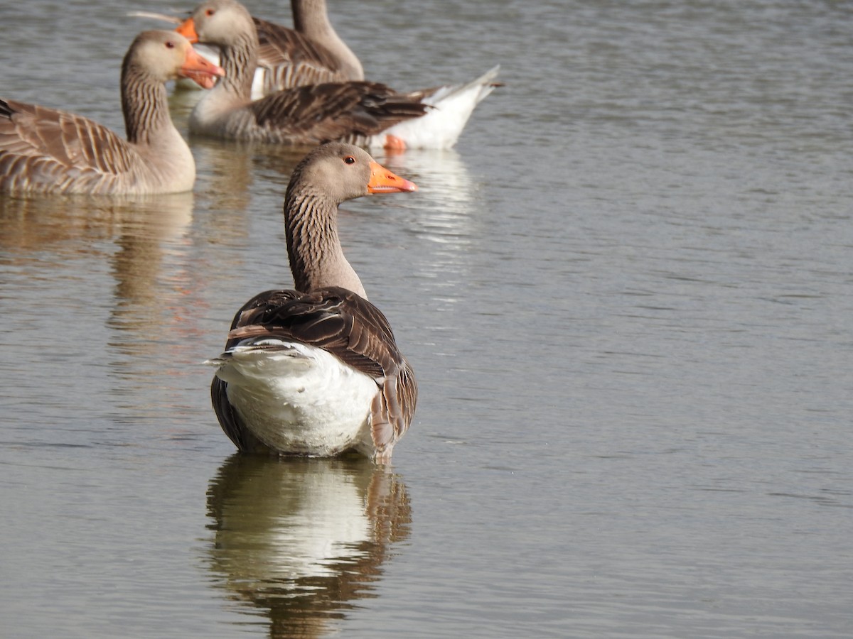 Graylag Goose - Gary Losada