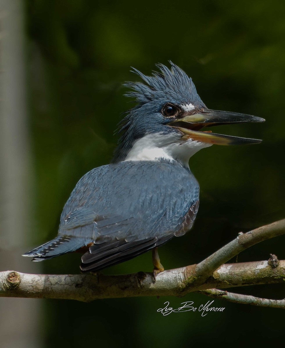 Ringed Kingfisher - Alejandro Alzate Garces