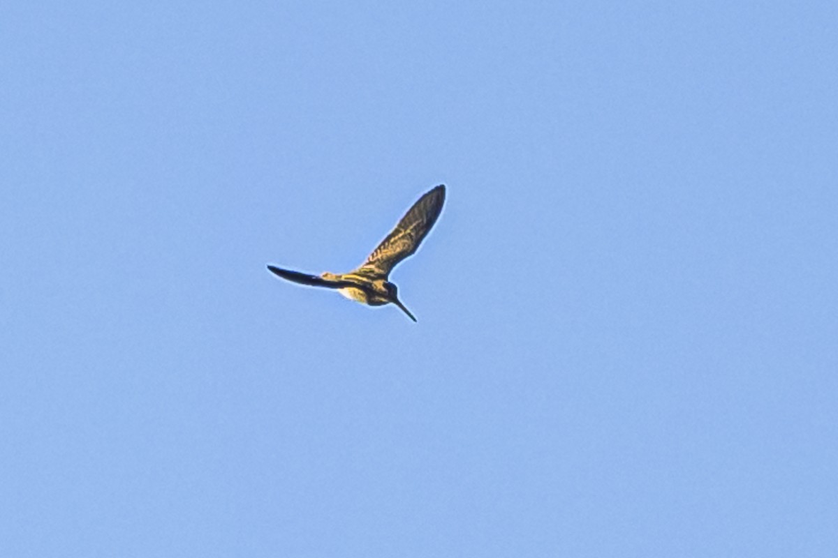 Pantanal Snipe - Amed Hernández