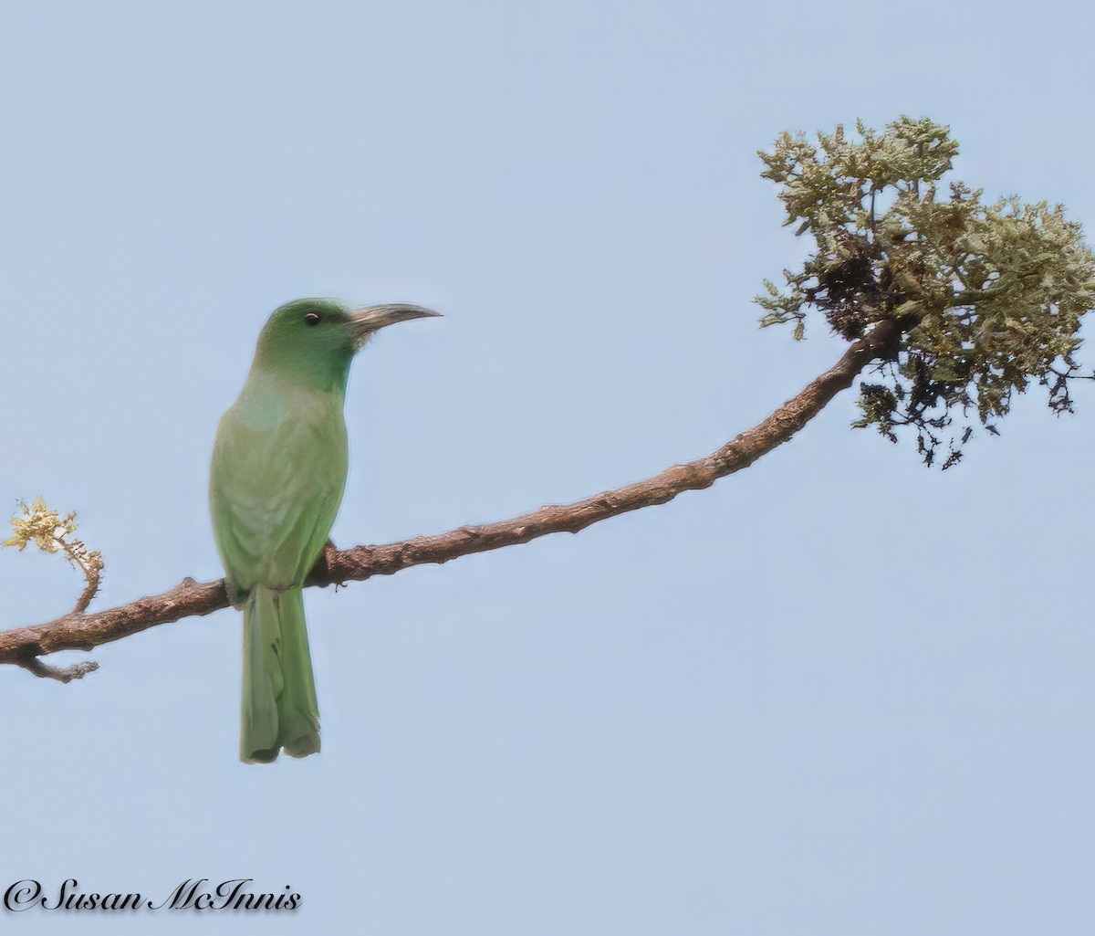 Blue-bearded Bee-eater - ML618334072