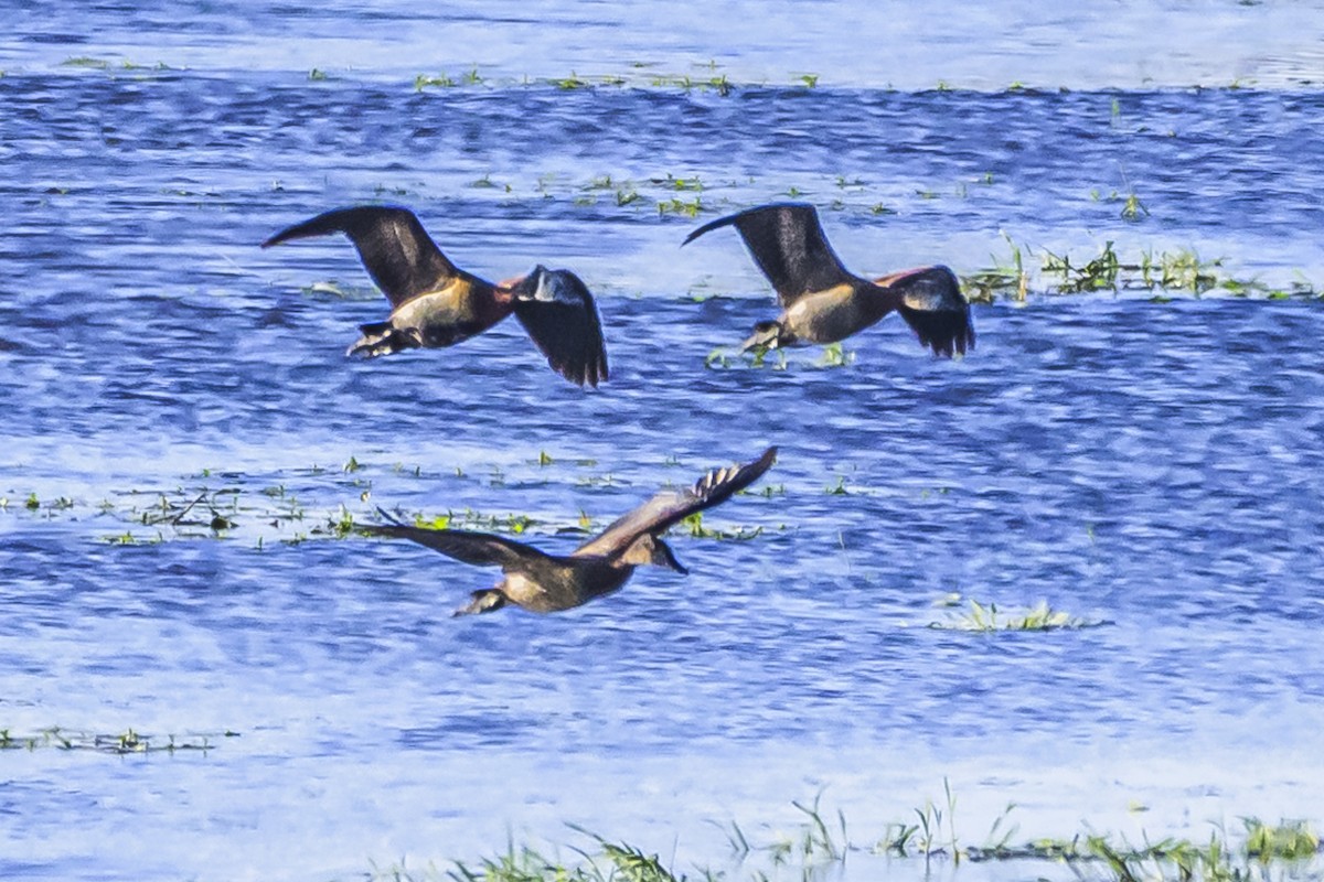 White-faced Whistling-Duck - Amed Hernández