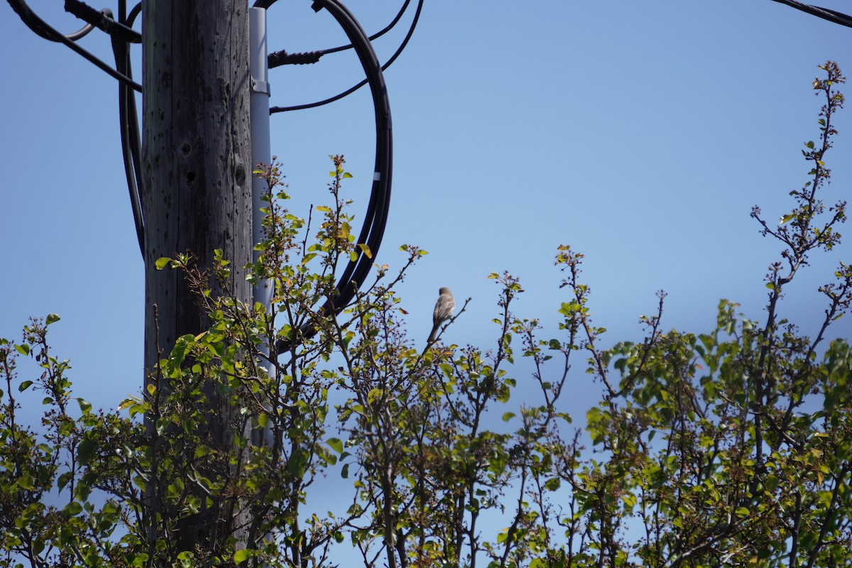 House Finch - Braydon Leary