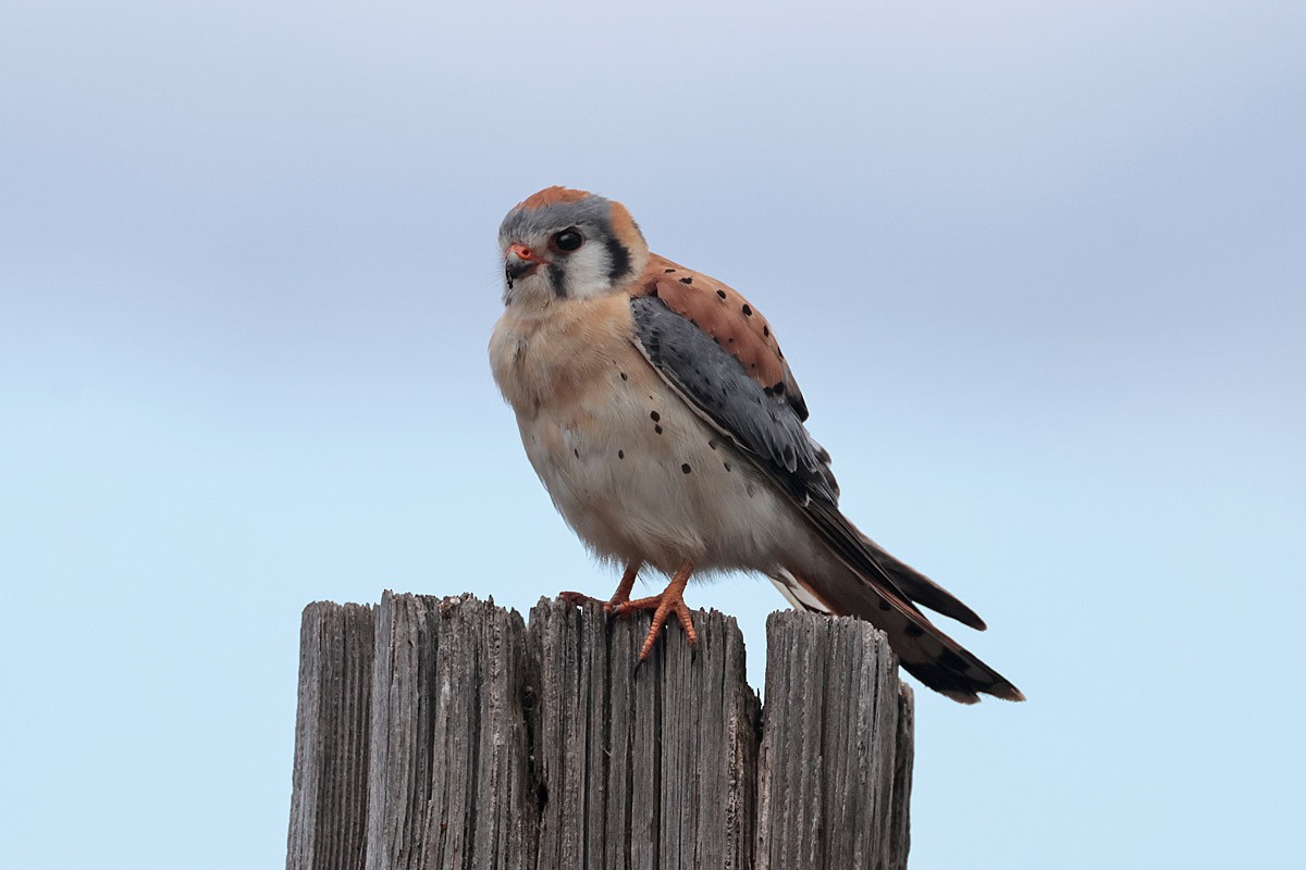 American Kestrel - ML618334208