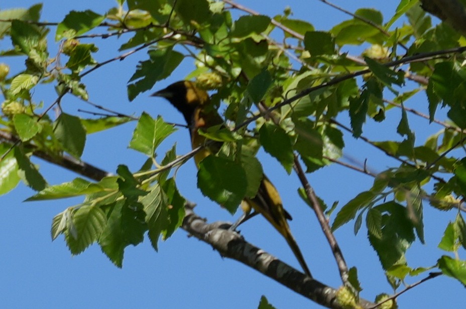 Orchard Oriole - ML618334212