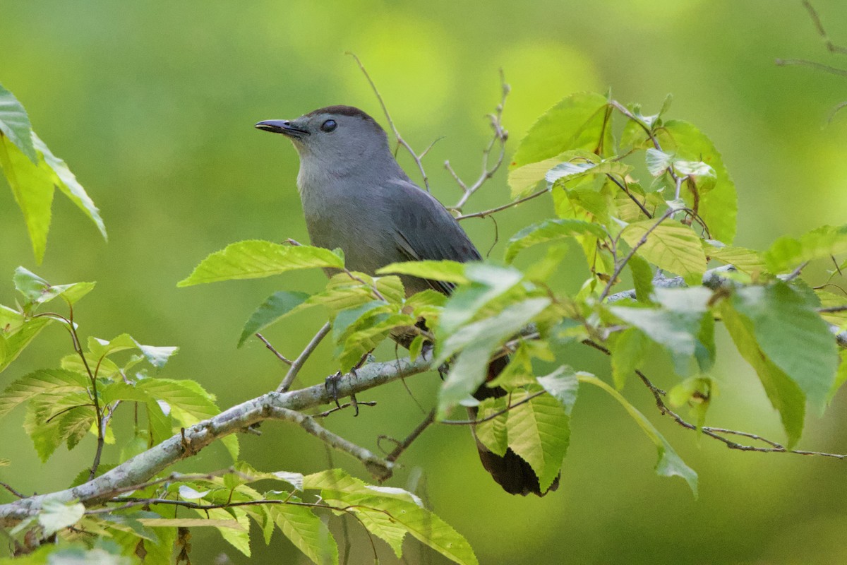 Gray Catbird - Jin Bai