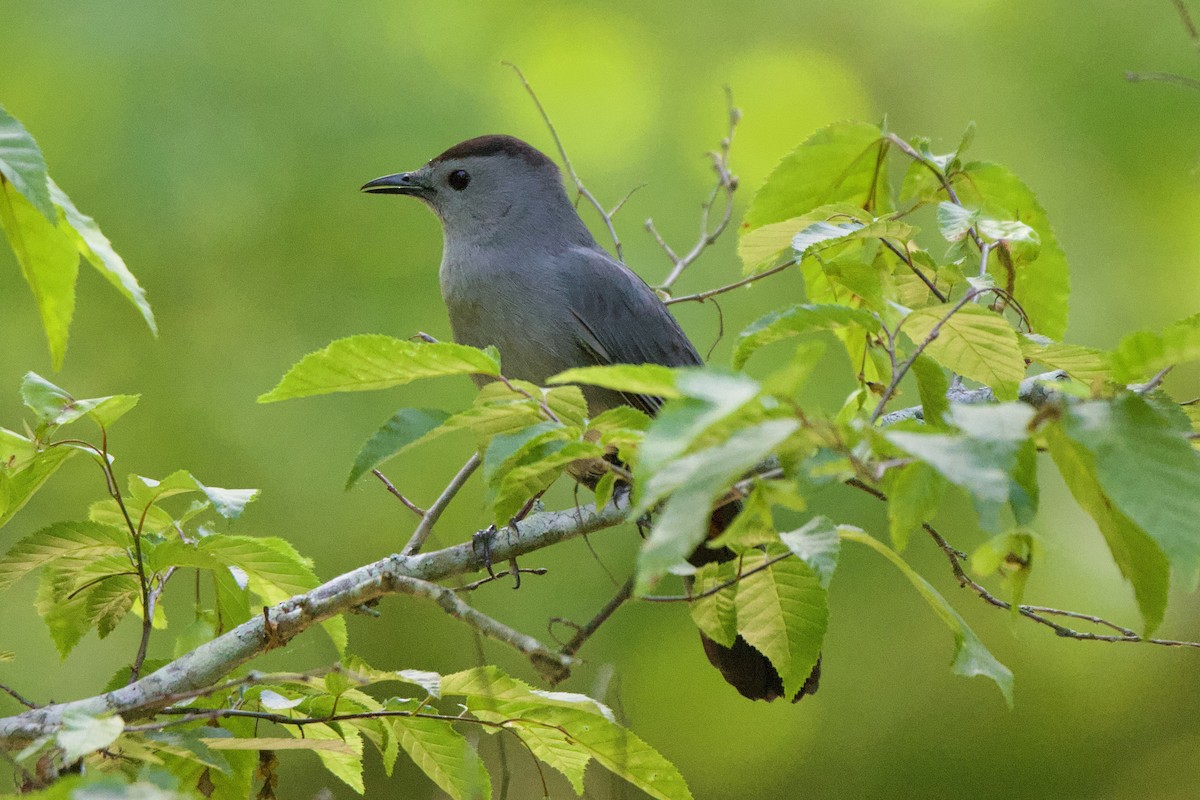 Gray Catbird - ML618334224