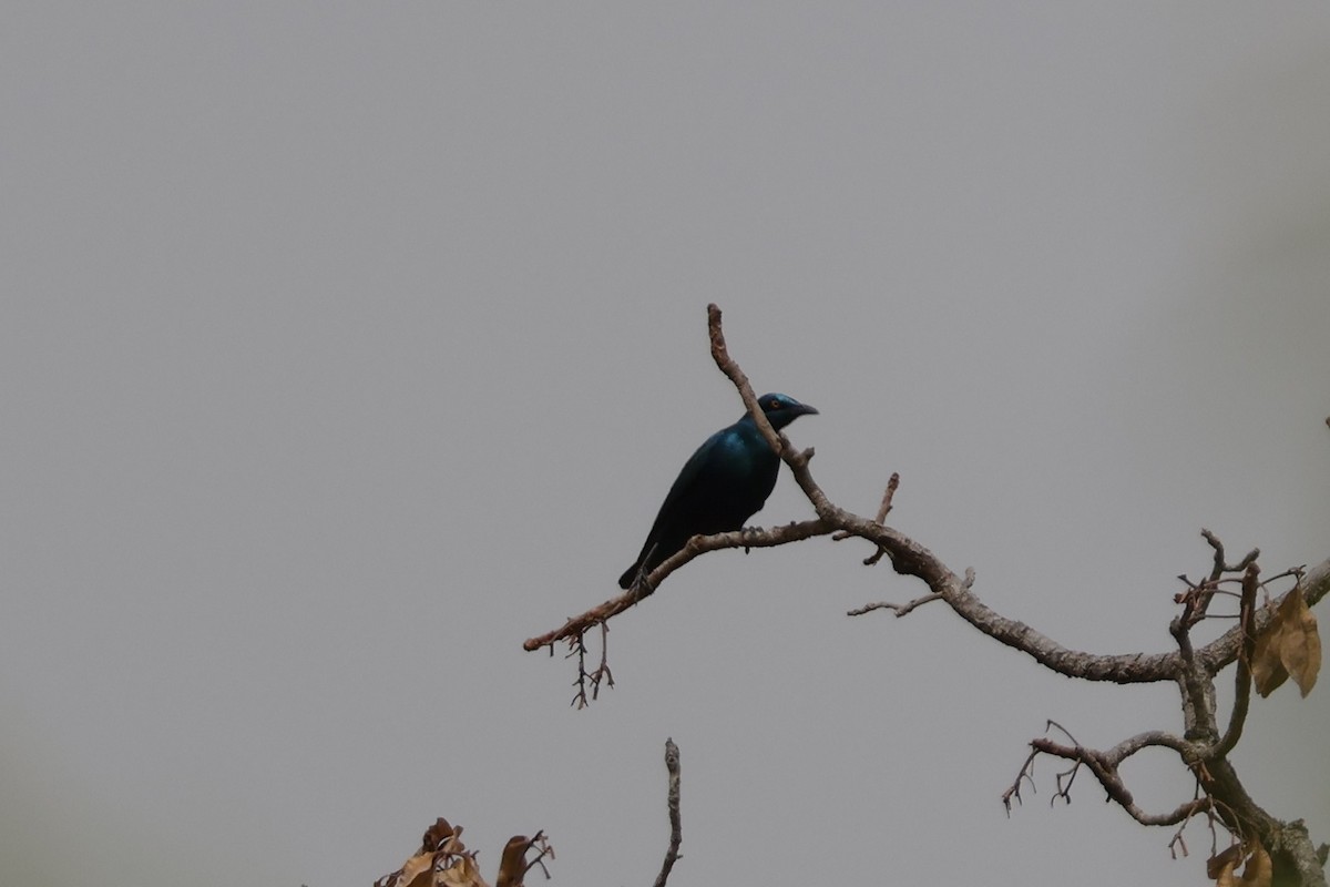 Greater Blue-eared Starling - Mathieu Soetens