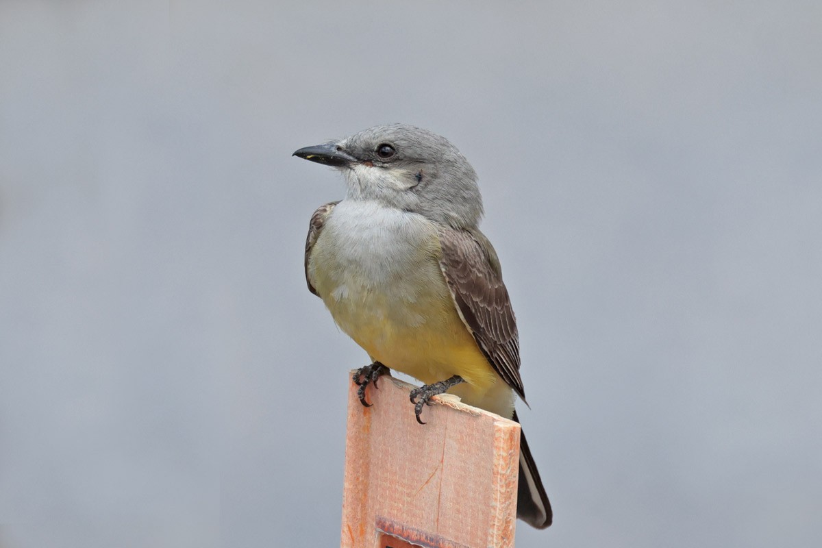 Western Kingbird - Margaret Sloan