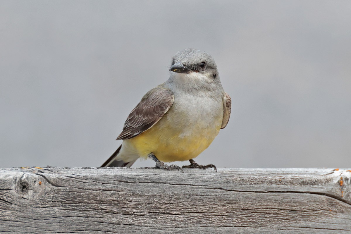 Western Kingbird - ML618334235