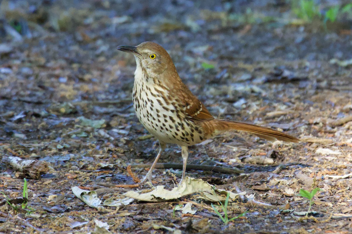 Brown Thrasher - ML618334237